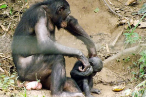 Ученые обнаружили сходство в эмоциональном развитии между людьми и бонобо